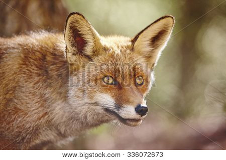 Fox Head With Geen Background. Wildlife In The Forest. Animal