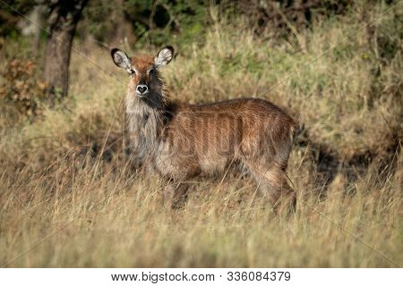 Female Defassa Waterbuck Stands In Long Grass