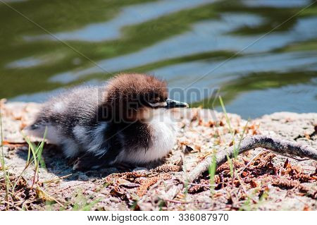 Common Merganser Duckling In A Park. Estonia, Tallinn.