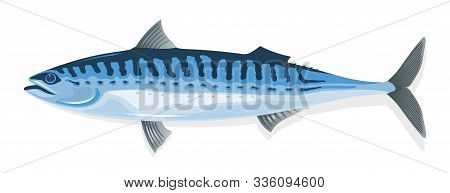 Mackerel With Elongate, Steel-blue Marked With Wavy Black Lines Dorsally Body And Long, Pointed Snou