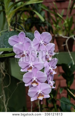 Phalaenopsis Or Moth Dendrobium Orchid Flower. Tyrian Purple Orchids Isolated On Blur Background. Bu