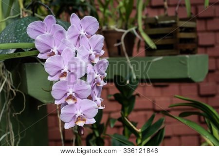 Phalaenopsis Or Moth Dendrobium Orchid Flower. Tyrian Purple Orchids Isolated On Blur Background. Bu