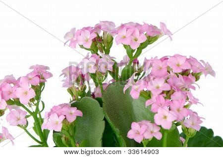 Bellissimi fiori rosa e foglie verdi