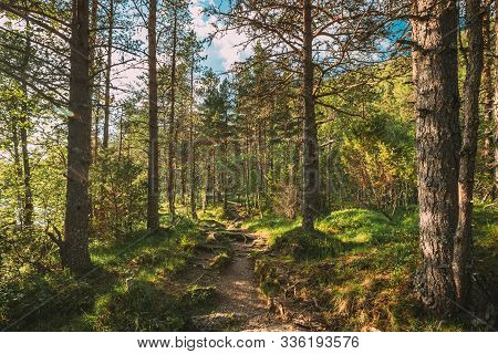 Kinsarvik, Hordaland, Norway. Beautiful Summer Coniferous Forest In Sunny Day. Green Pine Woods In F