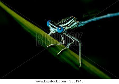 ขาขาว Damselfly (Platycnemis Pennipes)