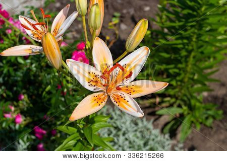 Tiger Lily In The Garden Is Growing, Lily Flowers Grow In The Garden In The Summer