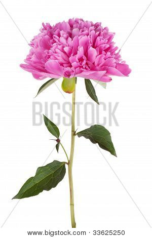 groÃŸe rosa Pfingstrose auf einem dÃ¼nnen Stiel