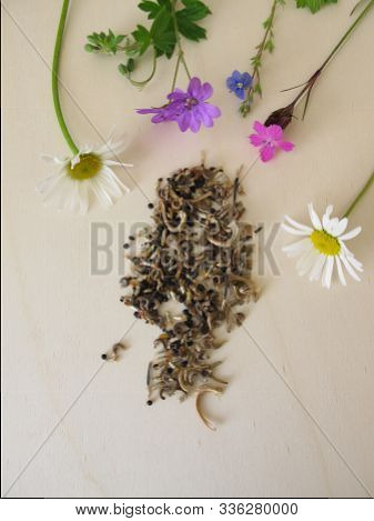 Bee Friendly Seed Mixture And Wildflowers For Wild Bees And Other Insects