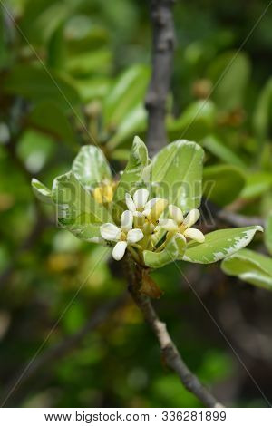 Variegated Japanese Mock Orange White Flowers Latin Name Pittosporum Tobira Variegatum Poster Id 336281899