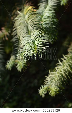 Hayata Tree Branch - Latin Name - Cunninghamia Lanceolata Var. Konishii