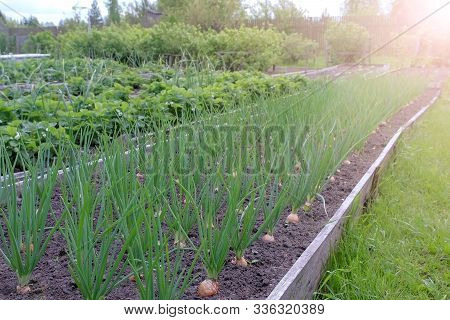 Beds Of Growing Onions And Strawberries In Farm, Gardening And Farming Concept. Farm Homestead With 