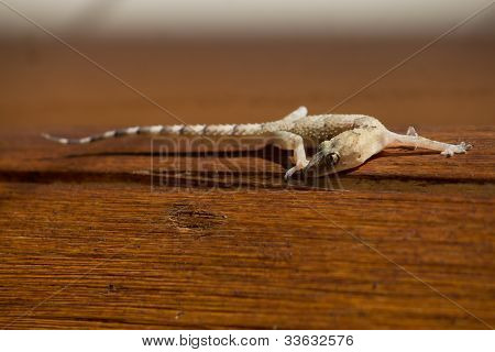 Gecko