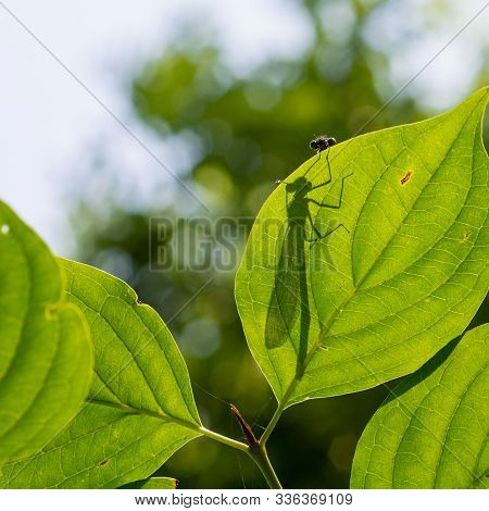 Metallic Green Delicate Damselfly Resting On A Green Leaf