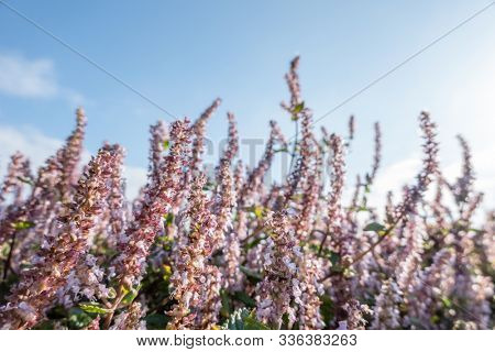 pink purple mesona flowers at farm under blue sky