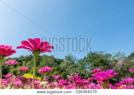 pink cosmos flowers farm under blue sky in the outdoor