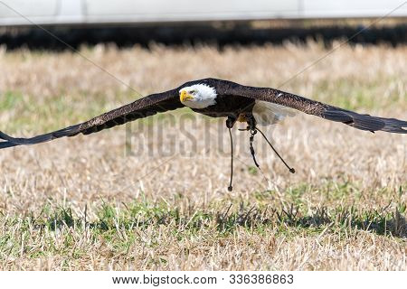 Close Up Of A Bald Eagle (haliaeetus Leucocephalus) Flying Low To The Ground During A Falconry Demon