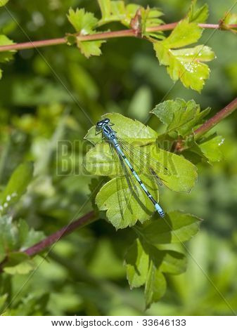 Coenagrion Puella