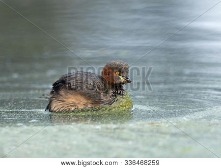 Little Grebe, Tachybaptus Ruficollis At Keoladeo National Park In Bharatpur, Rajasthan, India.