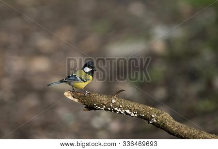 Green-backed Tit, Parus Monticolus At Sattal, Nainital District In Uttarakhand, India