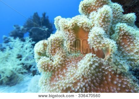 Colorful Coral Reef At The Bottom Of Tropical Sea, Sarcophyton Leather Coral, Underwater Landscape