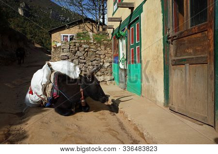 Everest trek. Loaded black cow yak is resting next to house in Namche Bazaar village in Himalayas mountains, Nepal