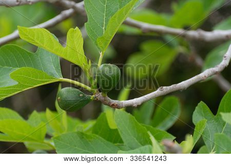 Unripe Green Figs Fruits Riping On Fig Tree