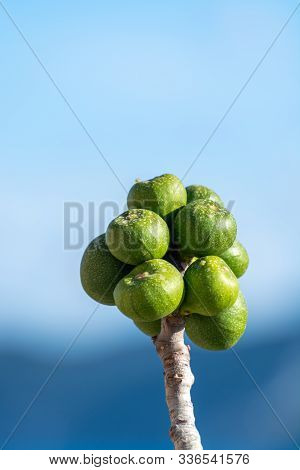 Unripe Green Figs Fruits Riping On Fig Tree