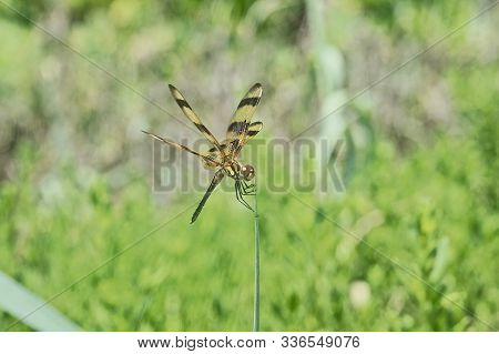 A Halloween Pennant Dragonfly - Celithemis Eponina