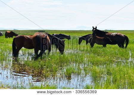 Wild Horses In Nature. A Family Of Horses Is Walking