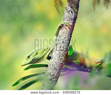 Emerald tree monitor or green tree monitor lizard