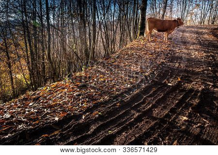 Trekking From Pontito To Penna Di Lucchio, Lucca - Tuscany