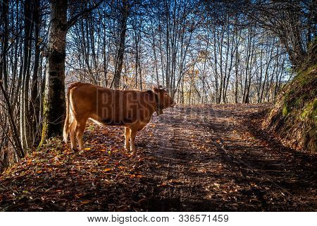 Trekking From Pontito To Penna Di Lucchio, Lucca - Tuscany
