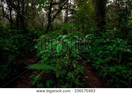 View Of Mount Lawu Hiking Trail In Indonesia