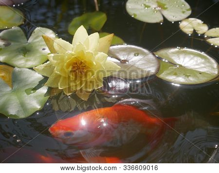 Decorative Fish Swim In A Pond With Water Lilies On A Sunny Day. Red Fish And Yellow Water Lily.