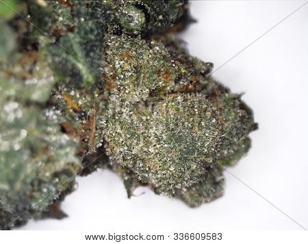 A Hybrid Flower Blended Sunset Orange And High Octane On A White Background.