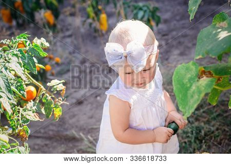 Little Toddler Girl With White Hair Blonde Collects Crop Of Cucumbers On Greenhouse In Summer. Last 