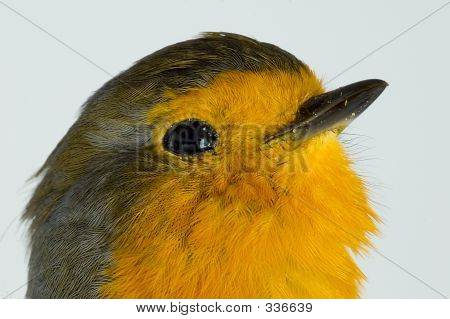 Robin