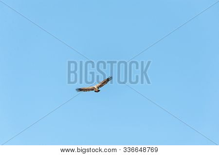 A White-headed Vulture -trigonoceps Occipitalis- Circling Over Etosha National Park, Namibia.