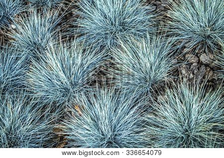 Festuca Glauca Blue Bunting Is A Decorative Grass.