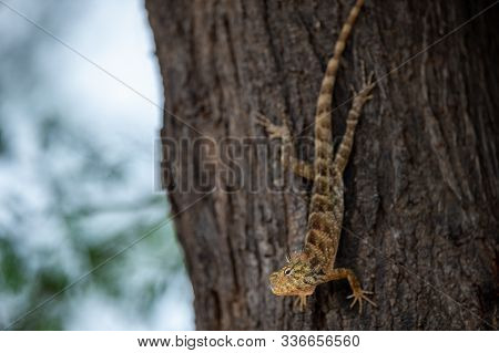Common Garden Lizard Or Oriental Garden Lizard Or Calotes Versicolor On Tree Trunk Camouflaged