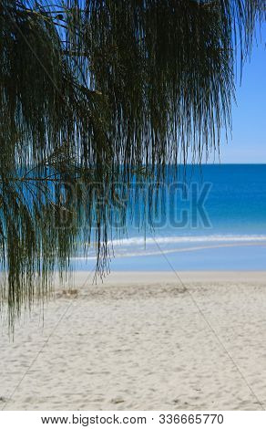 Palm Fronds Hanging Down Over Sandy Beach