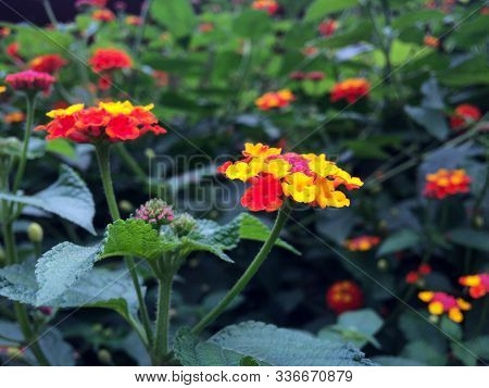 Close On  Verbena Hybrida Red And Yellow Flower. Red Ans Yellow Flowers Of Verbena Hybrida Growing I