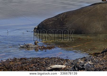 Falkland Steamer Duck (tachyeres Brachypterus) On The Coast Of Sea Lion Island In The Falkland Islan