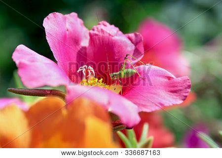 Green Grasshopper On Pink Flower. Selective Socus