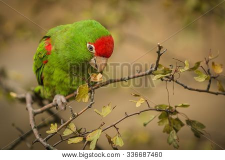 Close Up Image Of Cordilleran Parakeet, A Green And Red South American Bird, Sitting On Little Branc