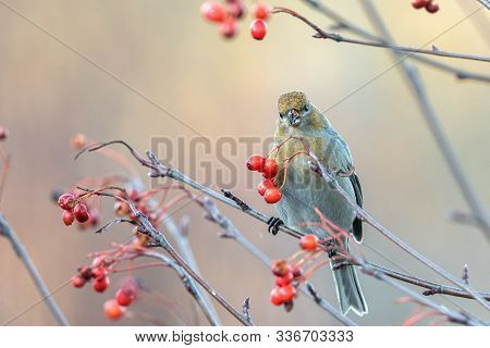 Pine Grosbeak, Pinicola Enucleator, Female Bird Feeding On Berries