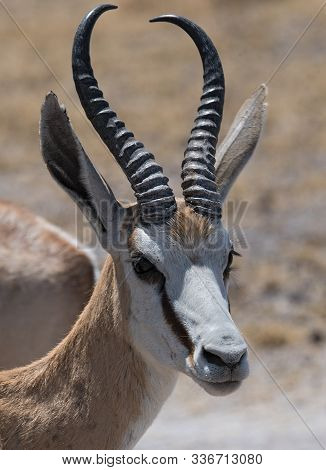 Portrait Shot Of An Impala Ram In The Nxai Pan National Park Of Botswana