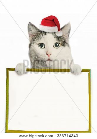Funny Cat In Santa Hat And Framed Picture With Copy Space Christmas Post Card Photo Isolated On Whit