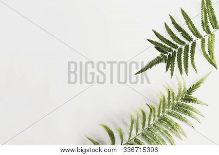 Fresh Fern Branch Green Leaves Isolated On White Background Of The Tropical Natural Which Has Jungle