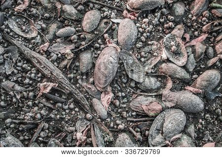 Texture Of Freshwater Clams And Shells. Background Photo In Gray Colors